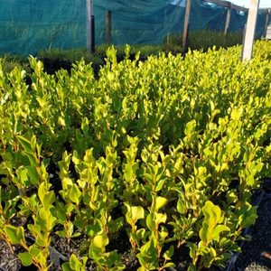 In Stock Plants: Griselinia littoralis ‘Broadway Mint’ Landscape Grade x 30 plants