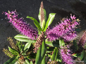 In Stock Plants: Hebe Wiri Prince x 10 Landscape Grade