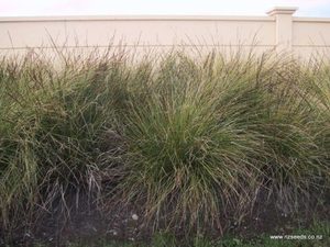 Carex virgata x 10 Landscape Grade 9cm pot