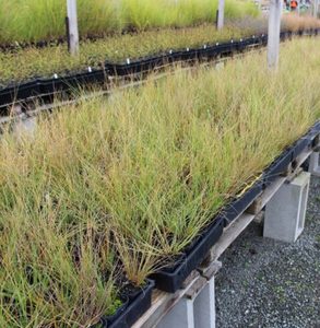 Chionochloa rigida x42 Wholesale GOL 7cm pot
