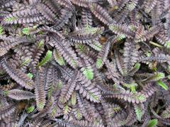 In Stock Plants: Leptinella squalida “Platts Black” x 42 Wholesale Grade