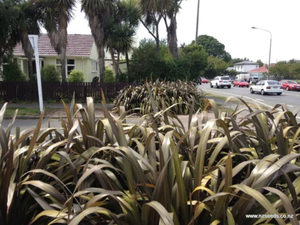 Products: Phormium Cookianum Purple x 30 Landscape Grade