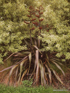 In Stock Plants: Phormium Tenax Purple x 30 Landscape Grade