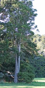 In Stock Plants: Prumnopitys taxifolia. Matai Landscape Grade x 10