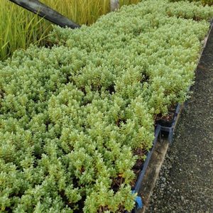 All Nursery Plants: Hebe sutherlandii 10 plants. Landscape Grade