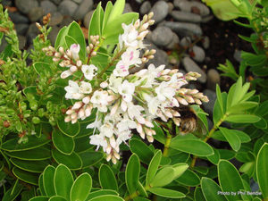 All Nursery Plants: Hebe Wiri Mist x 10 Landscape Grade