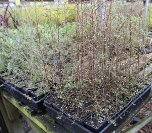 Products: Hoheria angustifolia x 10 Landscape Grade