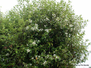 Products: Hoheria populnea x 10 Landscape Grade