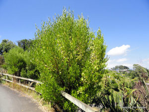 All Nursery Plants: Dodonea viscosa Akeake x 10