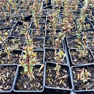 Products: Hebe anomala. x 42 Wholesale Grade