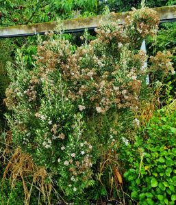 Olearia haastii x 30 Landscape Grade