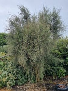 ALL Everything we sell: Olearia liniata x 30 Landscape Grade