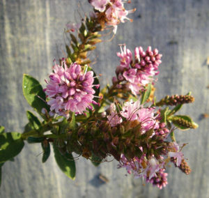 ALL Everything we sell: Hebe Pink Carpet x 10