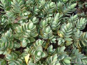 ALL Everything we sell: Hebe Red Edge x 30 Landscape Grade