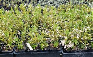 Hebe Lavender Lace x 10 Landscape Grade