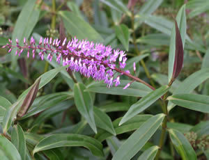 ALL Everything we sell: Hebe Lavender Wand x 10 Landscape Grade