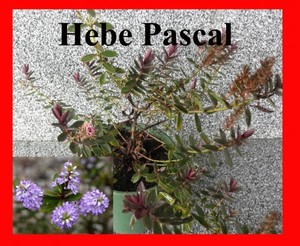 Hebe Pascal x 42 Wholesale Grade