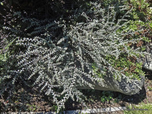 ALL Everything we sell: Hebe pimeleoides x 30 Landscape Grade