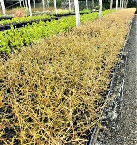 ALL Everything we sell: Coprosma rugosa x 30
