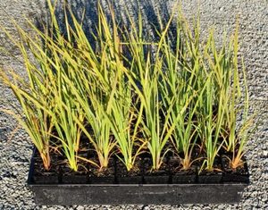 ALL Everything we sell: Cordyline australis x 10 Landscape Grade