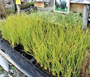 ALL Everything we sell: Cordyline australis x 30