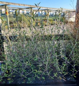 ALL Everything we sell: Corokia cotoneaster x 10 Landscape Grade