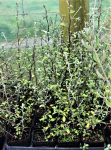 ALL Everything we sell: Corokia Emerald and Jade x 30 Landscape Grade