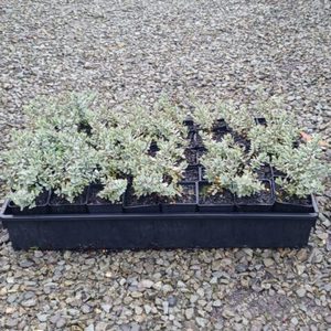 Products: Hebe pinguifolia ‘pagei’ x 42 Wholesale Grade