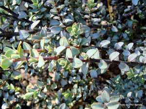 All Nursery Plants: Hebe Quicksilver x 10 Landscape Grade