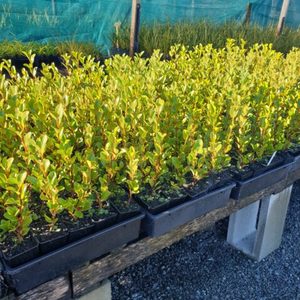 Products: Grislinia littoralis ‘Canterbury Red’ 7cm Grade x 42 plants