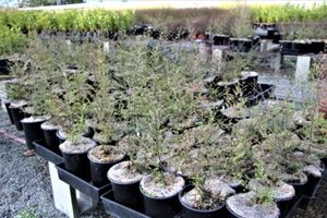 Products: Fuscospora solandrii Black Beech Large Grade x 50