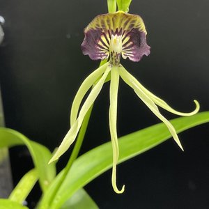 Products: Prosthechea cochleata – Cockleshell Orchid for Sale in NZ Orchid Obsession - Orchid Obsession