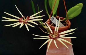 Products: Bulbophyllum makoyanum – Miniature Star-Shaped Orchid – Orchids Online in NZ Obsession NZ - Orchid Obsession