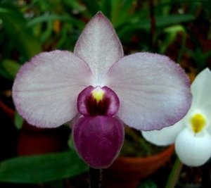 Products: Paphiopedilum delenatii vinicolor – Orchids Online in NZ Orchid Obsession - Orchid Obsession