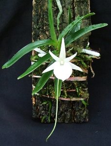 Products: Angraecum didieri – Angraecum Orchid for Sale in NZ Orchid Obsession - Orchid Obsession