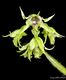 Dendrobium hodgkinsonii – unusual green Orchid – Orchid Online Orchid Obsess&hellip;