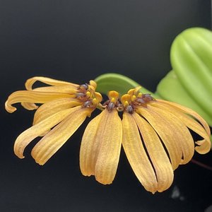 Products: Bulbophyllum mastersianum - Orchid Obsession