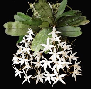 Products: 50–100 chars .Copy .Aerangis biloba - Aerangis Orchids Online in NZ Orchid Obsession - Orchid Obsession