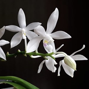 Products: Phalaenopsis tetraspis f. Enggano – Dainty, Scented Species Orchid Seedling Orchid Obsession NZ - Orchid Obsession