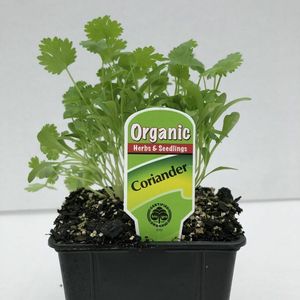 Coriander