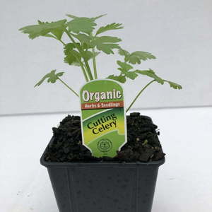 Products: Cutting Celery