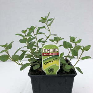 Oregano