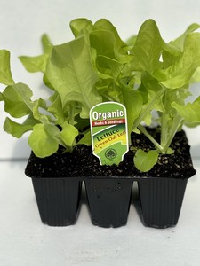 Lettuce Green Oak Leaf