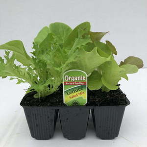 Lettuce Salad Mix (6 different varieties)