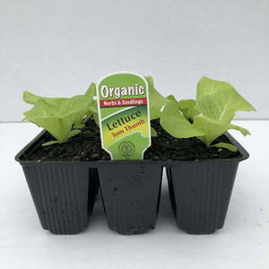 Products: Lettuce Tom Thumb