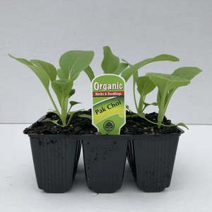 Products: Pak Choi