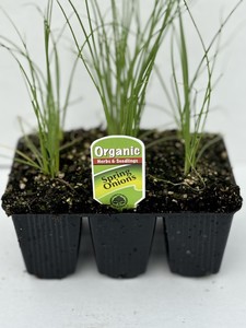 Spring Onions