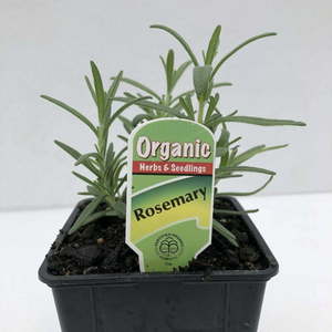 Rosemary