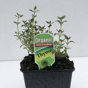 Thyme