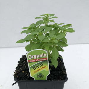 Products: Basil Greek Mini